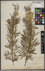 Foto von Salix viminalis L.